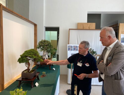 L’arte del bonsai. Una mostra a Civitanova Marche il 13 e il 14 Maggio