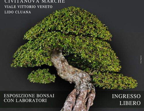 Mostra Bonsai a Civitanova: Tradizione e Innovazione dal Giappone al Lido Cluana